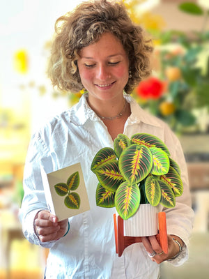 Prayer Plant (Pop-up Greeting Cards)