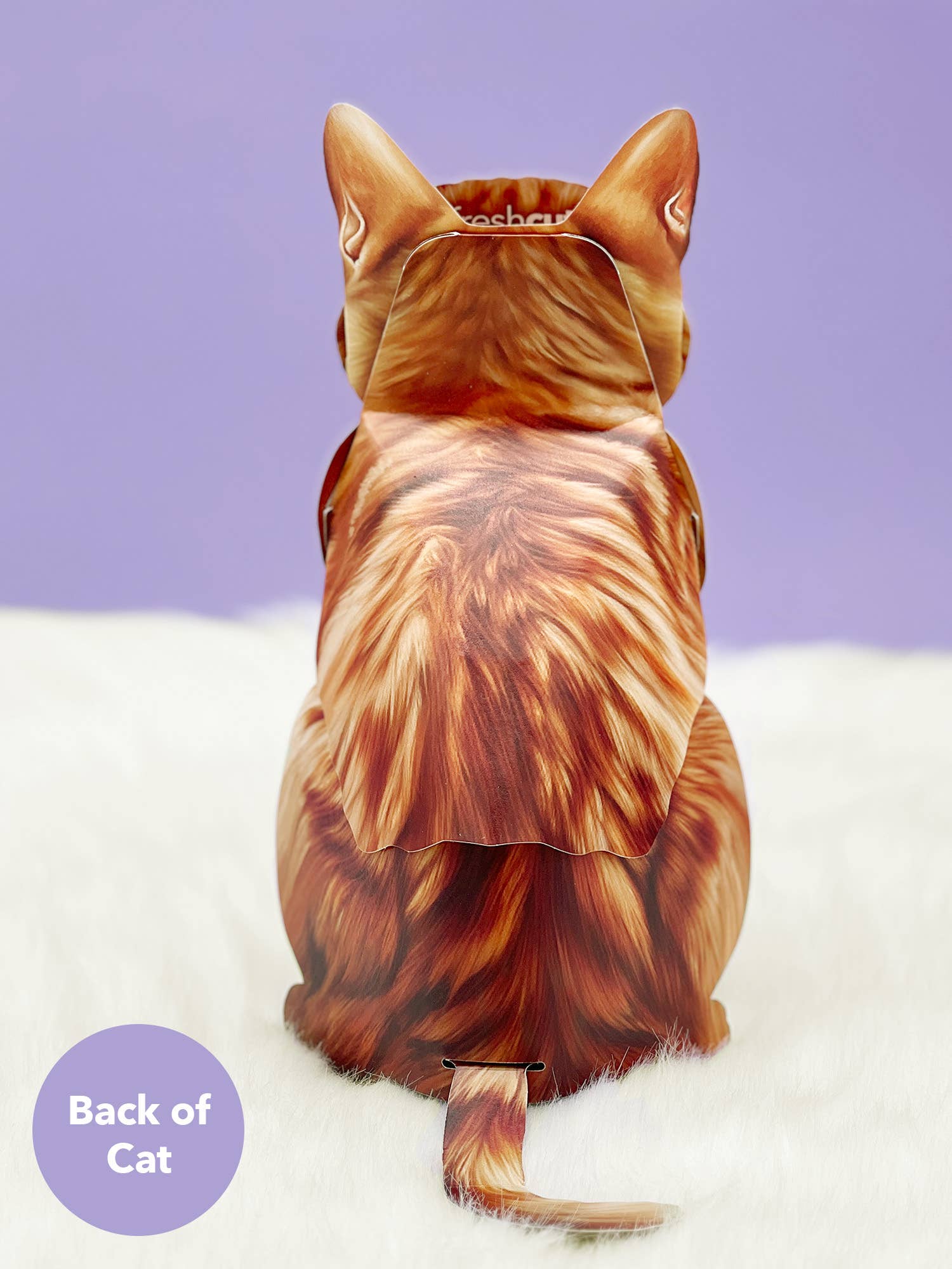 Orange Tabby